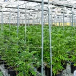 cannabis-cultivation-supply-2025