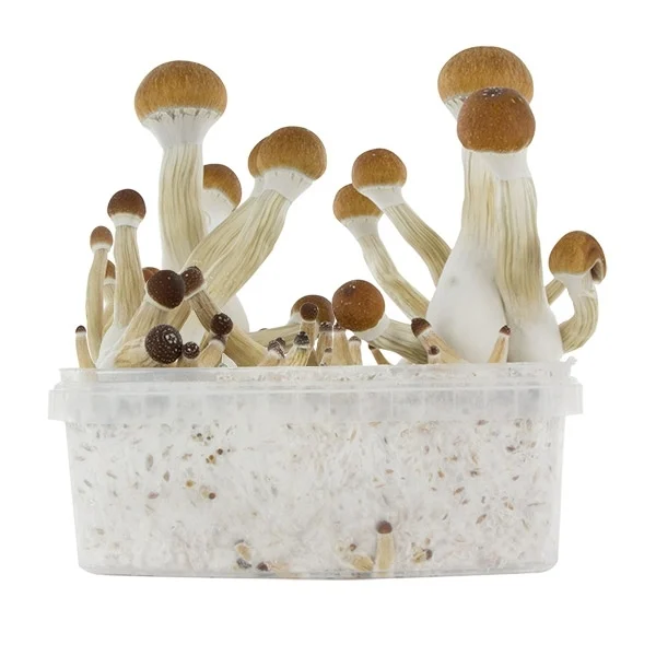 Golden Teacher Magic Mushrooms